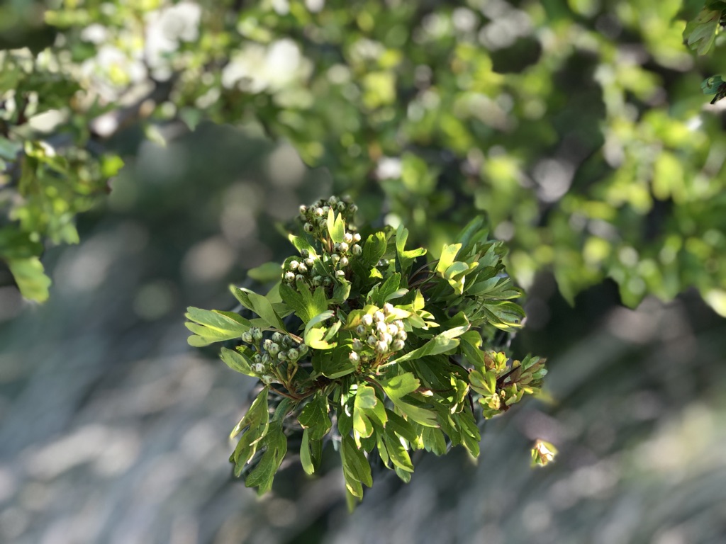 Spring . Blossom emerging. April 26th 2020