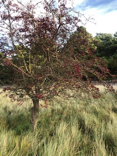 Tree on 1st November 2020