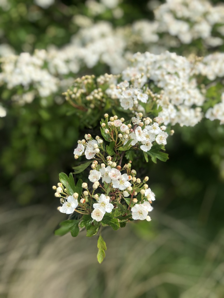 Blossom out. May 12th 2020