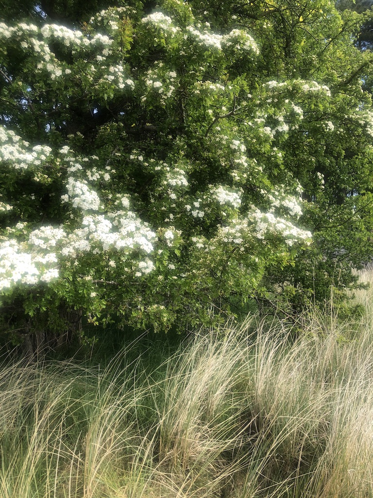 Tree in Summer. May 12th 2020