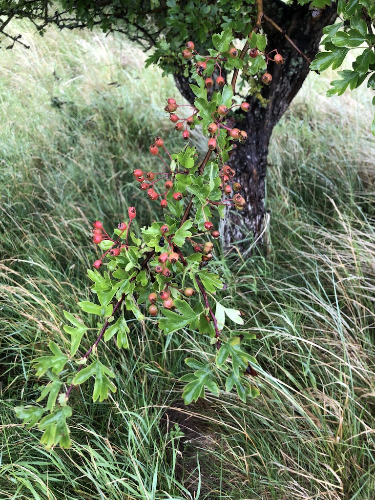 Berries appearing. 9th July 2020