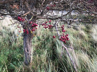 Berries on 1st November 2020